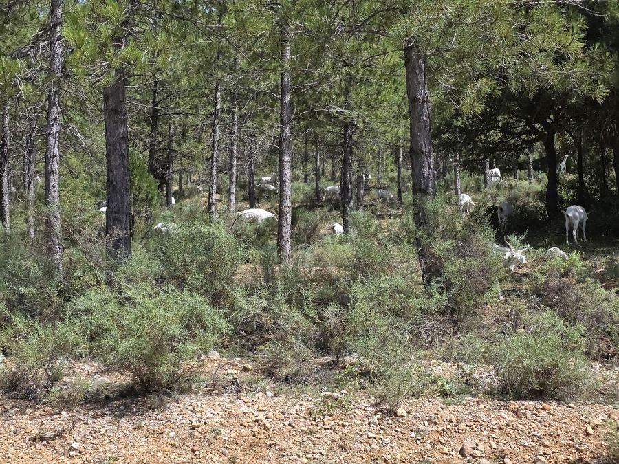 Rebaño disperso en el pinar