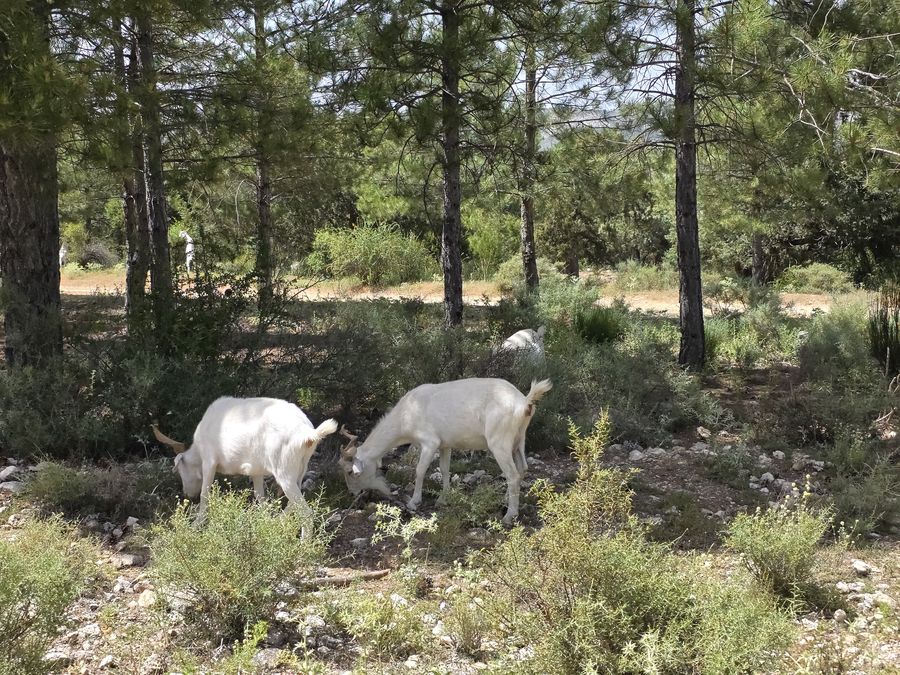 Cabras comiendo matorral bajo el pinar