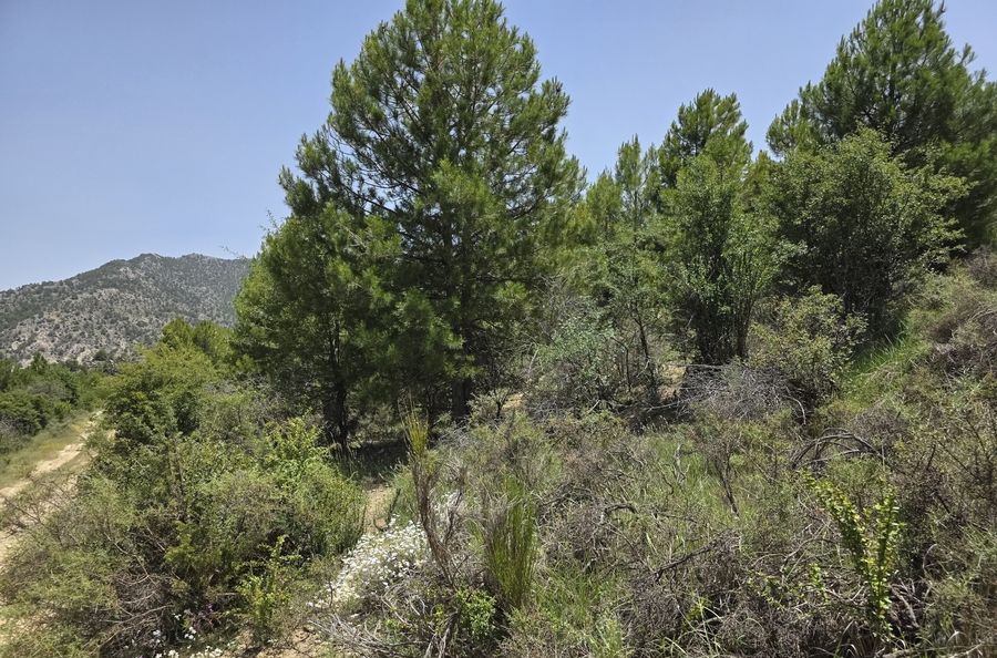 Matorral y pinos jóvenes junto a una pista forestal en Nerpio
