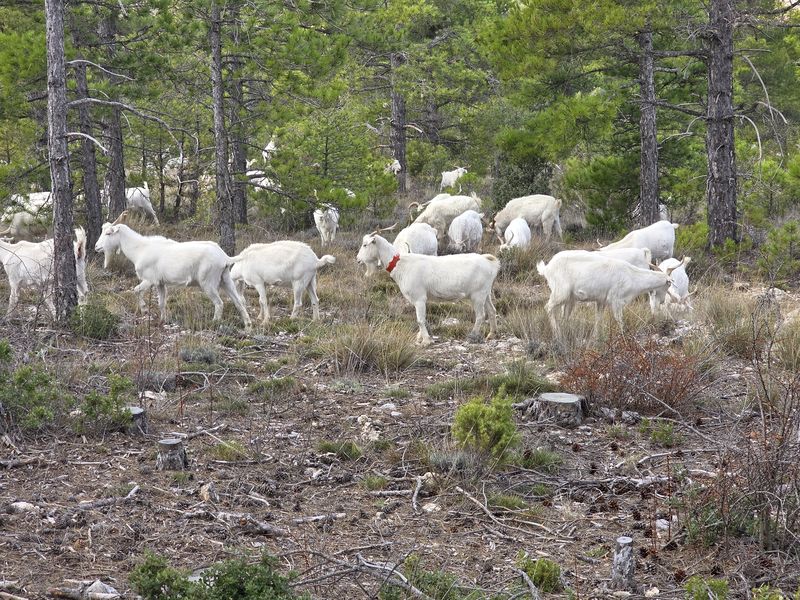 Rebaño de cabras blancas pastando bajo los pinos en Nerpio