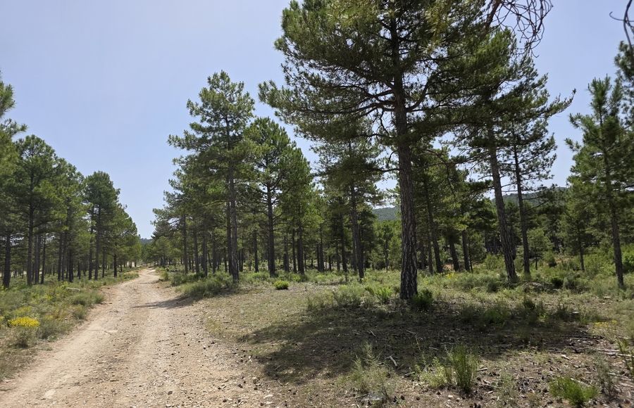 Pista forestal entre pinos