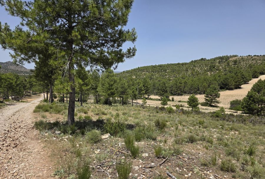 Pinar abierto en la sierra