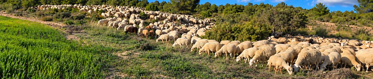 Rebaño de ovejas pastando en una ladera verde